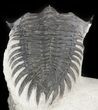 Delocare (Saharops) Trilobite - Bou Lachrhal, Morocco #45586-4
